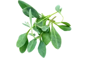 Gewone zoutmelde topjes 75gr